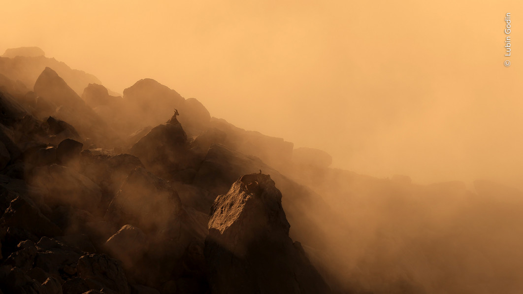<strong>Alpine Dawn, fot. Lubin Godin, Zwycięzca kategorii 11–14 Years, Wildlife Photographer of the Year 2025</strong>
<br />

Lubin Godin (Francja) znalazł się w górach spowitych mgłą, gdzie na tle nieba zobaczył sylwetki dwóch koziorożców alpejskich.

Wypatrzył je podczas porannej wspinaczki, gdy odpoczywały nad morzem chmur.

Koziorożec alpejski, gatunek rodzimy dla Europy, był w XIX wieku niemal całkowicie wytępiony wskutek polowań.

Dzięki ochronie i programom reintrodukcji dziś znów licznie występuje w Alpach.

Jednak szybko zmieniający się klimat może zagrozić jego przetrwaniu, ponieważ w okresie godowym dostęp do pokarmu staje się coraz trudniejszy.