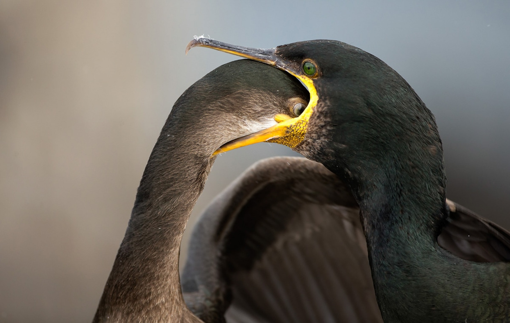 Bird Photographer Of The Year 2021 Galeria Finalistów