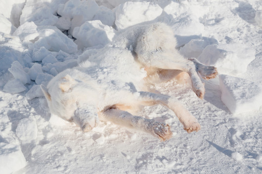 fot. Camille Michel, z projektu Uummannaq