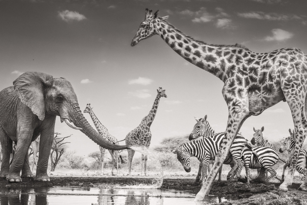 Wildlife Photographer of the Year 2026 rozstrzygnięty. Zwyciężyło przejmujące zdjęcie Federico Veronesi