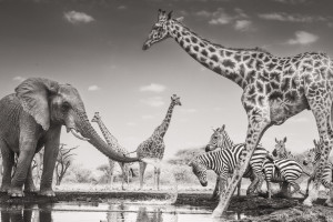 Wildlife Photographer of the Year 2026 rozstrzygnięty. Zwyciężyło przejmujące zdjęcie Federico Veronesi