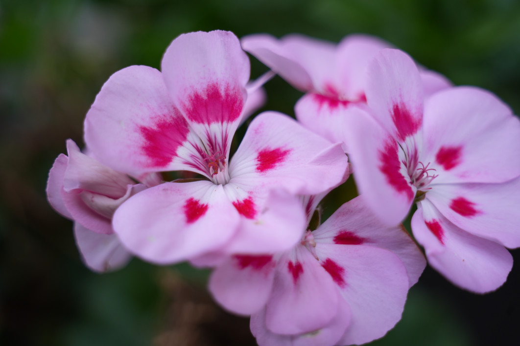 1/250 s, f/4, ISO 400, 60 mm