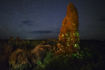 Laureat Wildlife Photographer of the Year zdyskwalifikowany za oszustwo