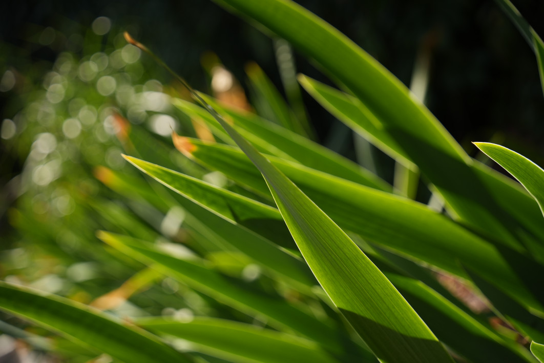 1/1250 s, f/4, ISO 200, 60 mm