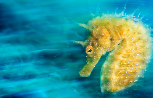 fot. Davide Lopresti - Underwater Photographer of the Year 2016
