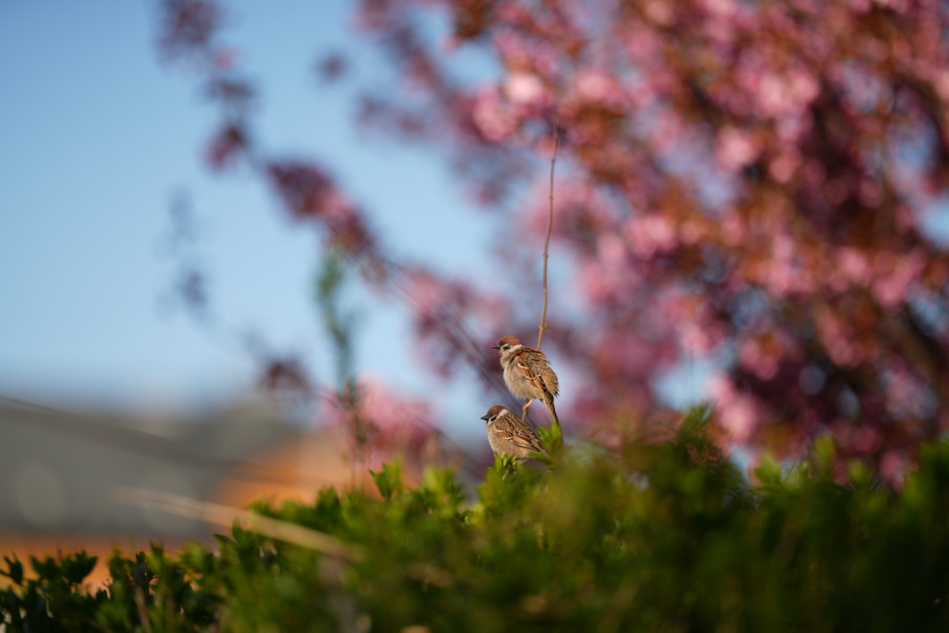 1/2500 s, f/1.4, ISO 50, 135.0 mm