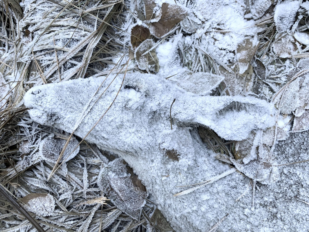 <strong>The Last Resting Place by Randy Robbins, USA | 
Highly Commended, Natural Artistry</strong><br />

  
Wczesnym zimowym rankiem Randy sprawdzał fotopułapki na szlaku w pobliżu swojego domu, kiedy znalazł ciało jelenia. Sfotografował ten przejmujący moment za pomocą smartfona, zanim lód zdążył stopnieć.<br />

Susanville, California, USA  

<br />

Apple iPhone XR