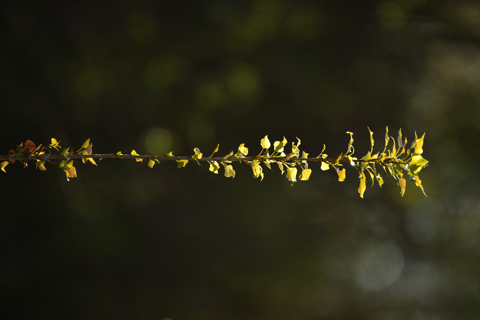 1/1000 s, f/1.4, ISO 50, 135.0 mm