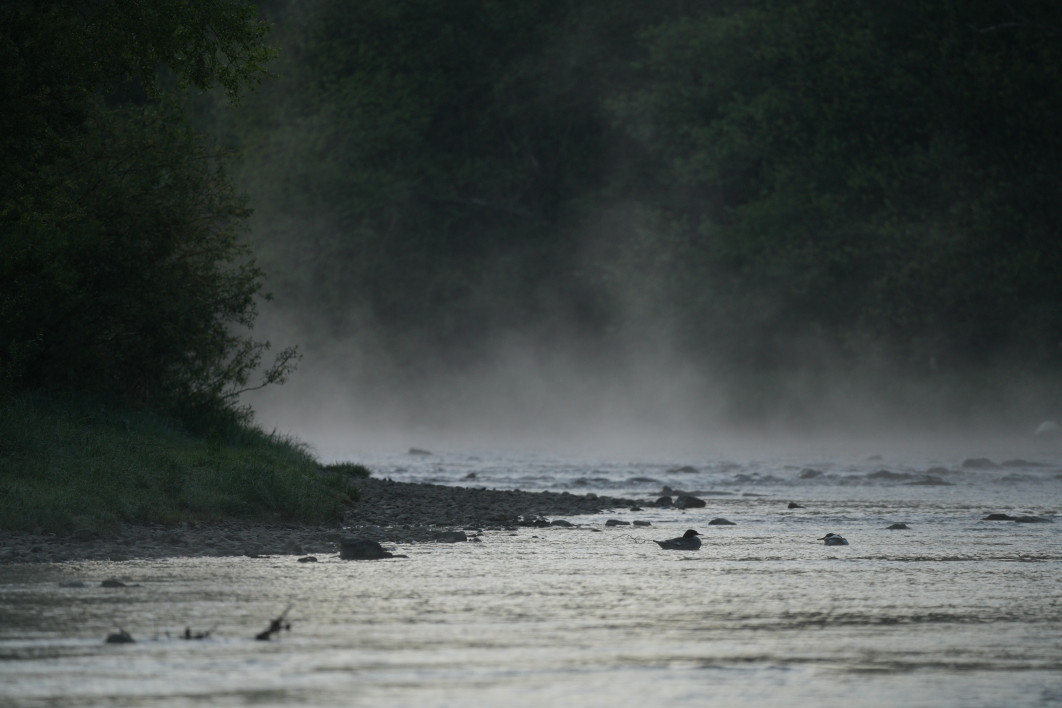 1/1000 s, f/5.6, ISO 800, 500.0 mm