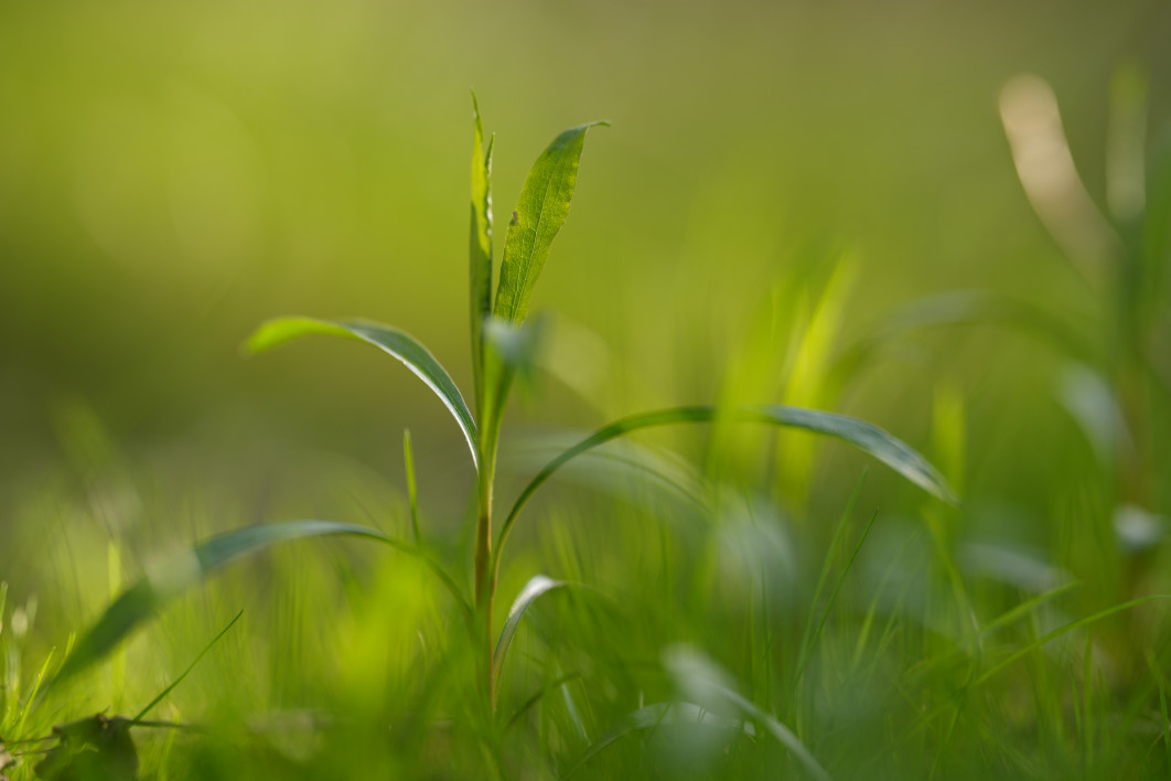 1/160 s, f/1.8, ISO 50, 135.0 mm