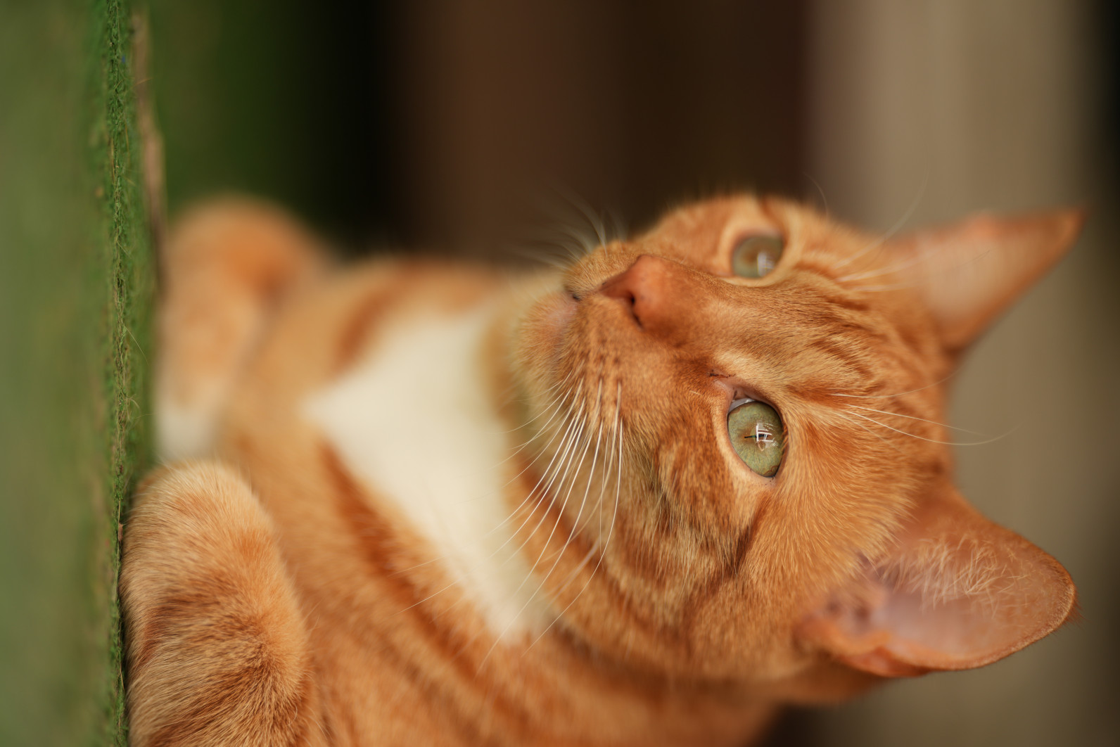 1/800 s, f/1.4, ISO 100, 135.0 mm