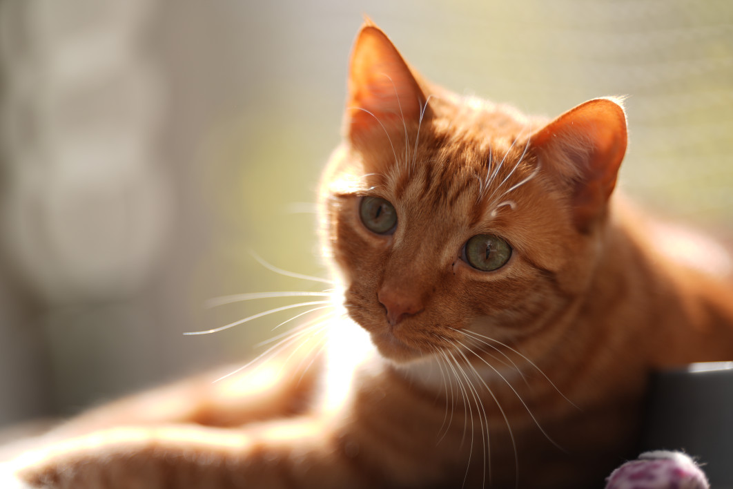 1/800 s, f/1.4, ISO 50, 135.0 mm