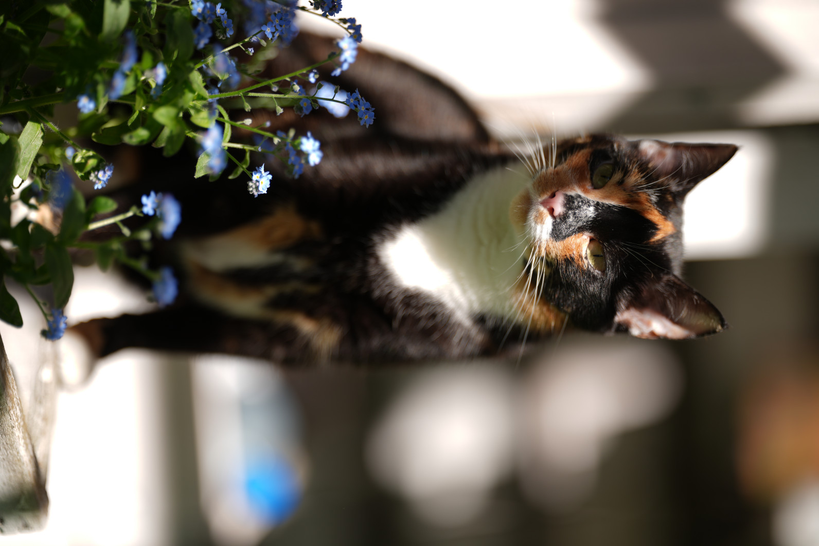 1/2000 s, f/1.4, ISO 50, 135.0 mm