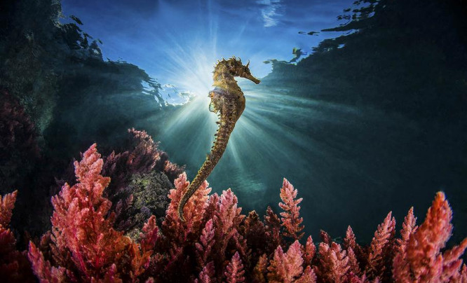  GDT European Wildlife Photographer of the Year 2019 już czeka na Wasze zgłoszenia