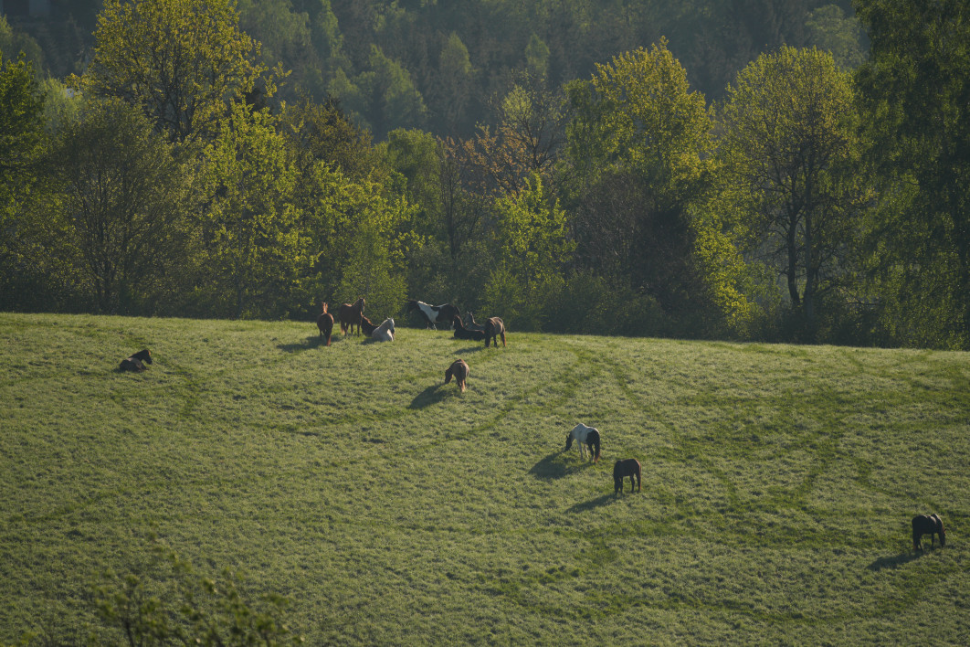 1/2000 s, f/5.6, ISO 400, 500.0 mm