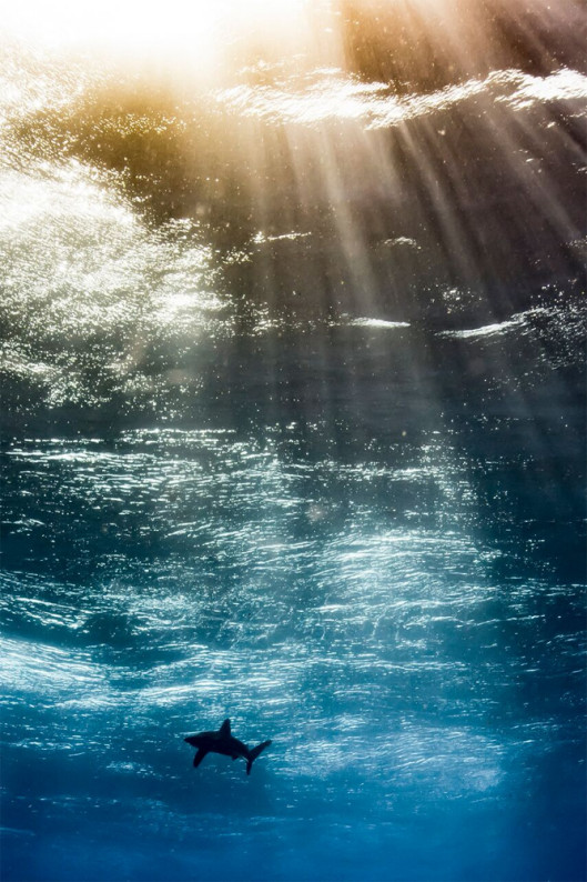  Horacio Martinez - Up and coming Underwater Photographer of the Year 2017 i zwycięzca w kategorii Up & Coming