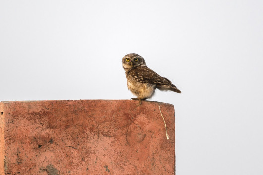 fot. Arshdeep Singh, zwycięzca w kategorii Junior Comedy Wildlife Photography Awards 2018 