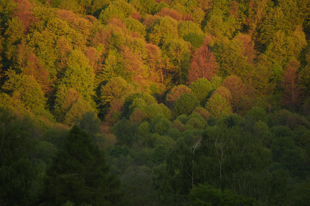 1/250 s, f/5.6, ISO 800, 500.0 mm