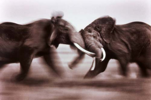 Wildlife Photographer of The Year 2005 - ostatni pokaz