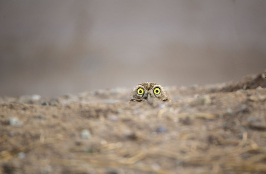 fot. Shane Keena, Peek-a-boo“, zwycięzca w kategorii Spectrum Photo Creatures of the Air Award Comedy Wildlife Photography Awards 2018