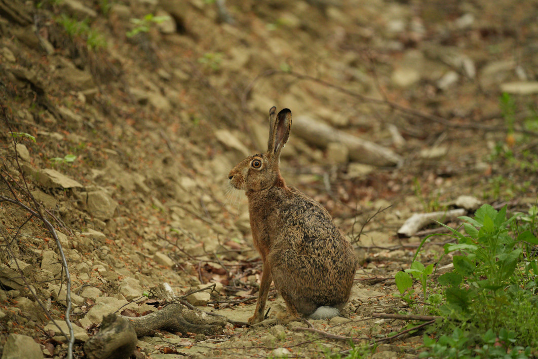 1/250 s, f/5.6, ISO 3200, 500.0 mm
