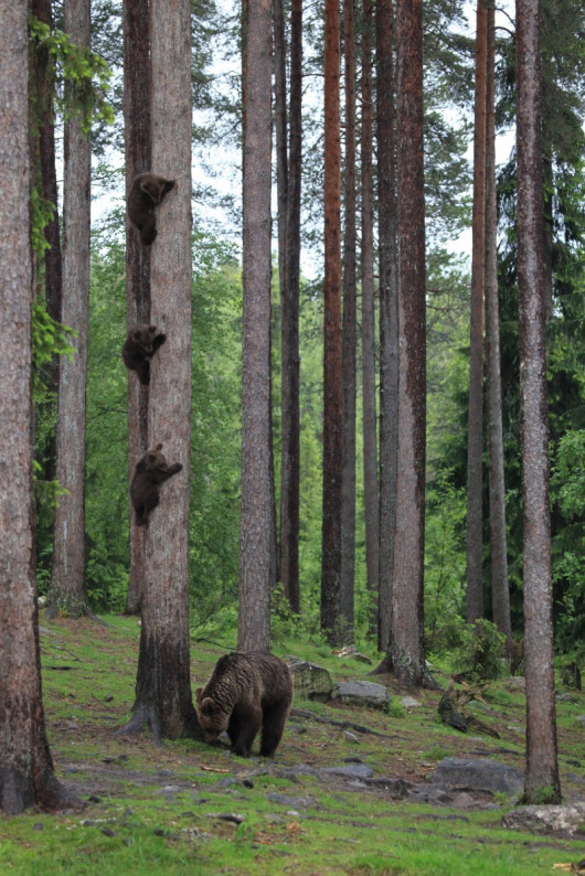 fot. Valtteri Mulkahainen, zwycięzca w kategorii Amazing Internet Portfolio Award“ Comedy Wildlife Photography Awards 2018