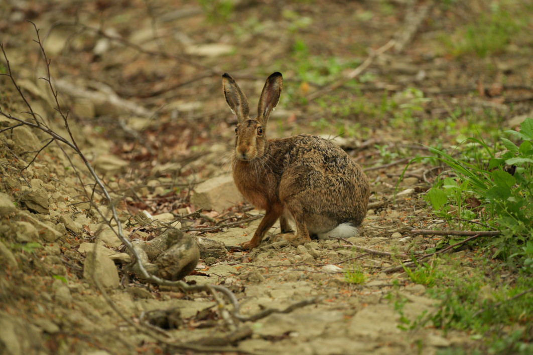 1/100 s, f/5.6, ISO 1600, 500.0 mm