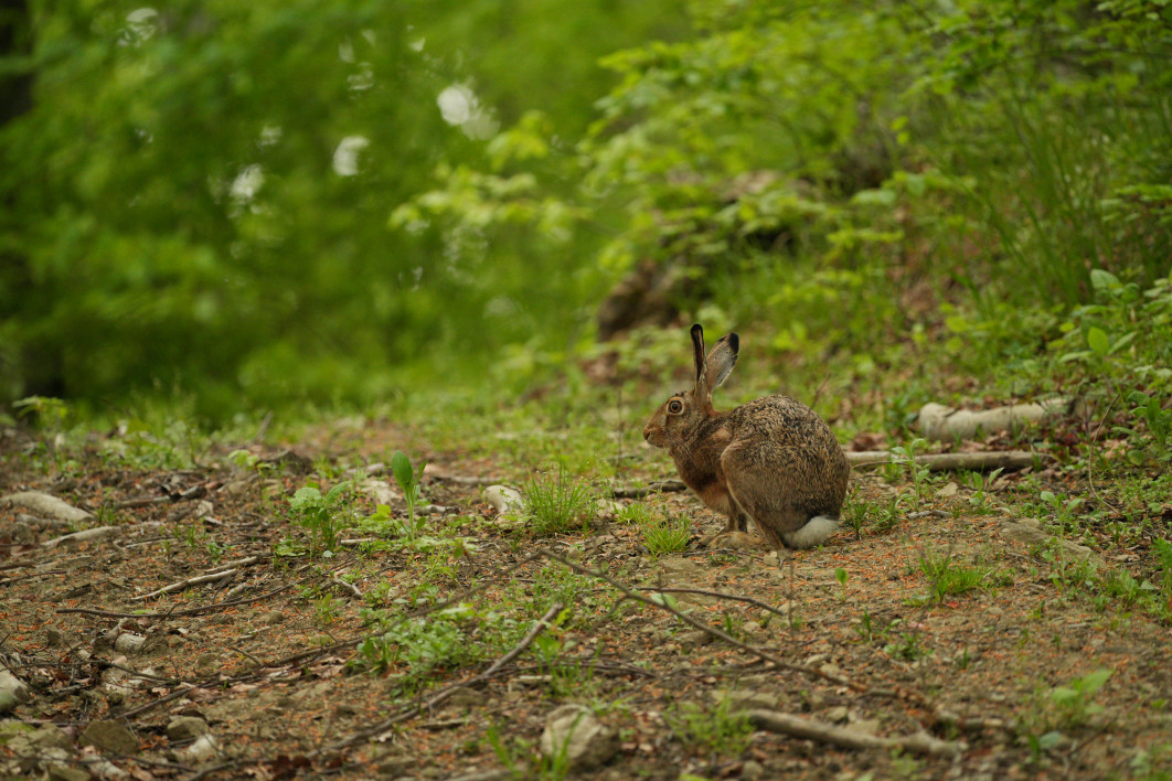 1/250 s, f/5.6, ISO 3200, 500.0 mm