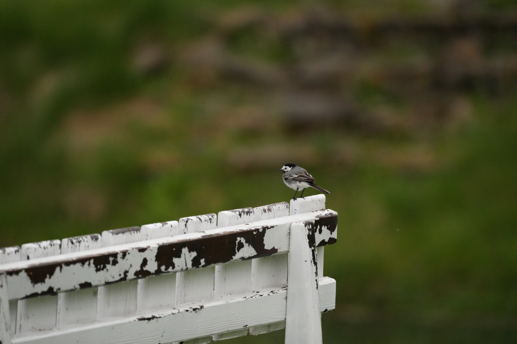 1/4000 s, f/5.6, ISO 3200, 500.0 mm