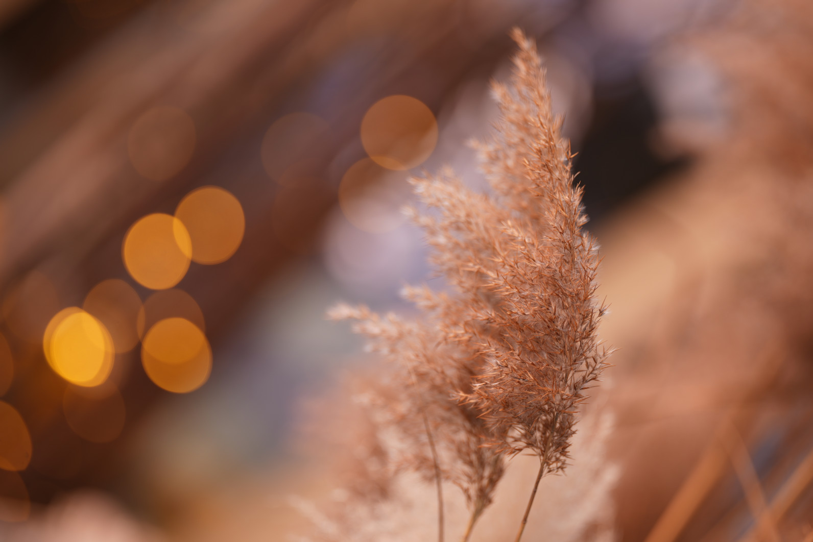 1/100 s, f/1.4, ISO 64, 135.0 mm