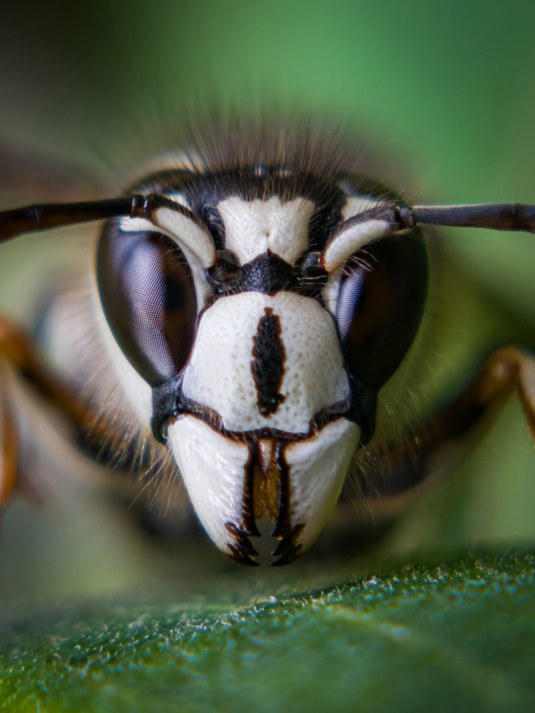 Fot. Steven Grogin, "The White-Masked Sentinel", 1. miejsce w kat. Macro &amp; Detail / Mobile Photography Awards 2025 