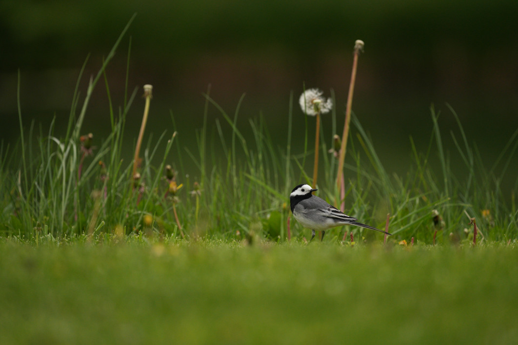 1/2000 s, f/5.6, ISO 1600, 500.0 mm