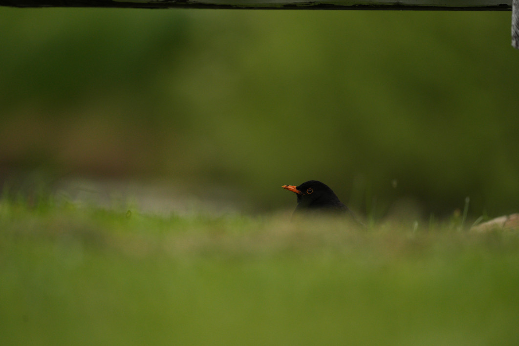 1/2000 s, f/5.6, ISO 1600, 500.0 mm