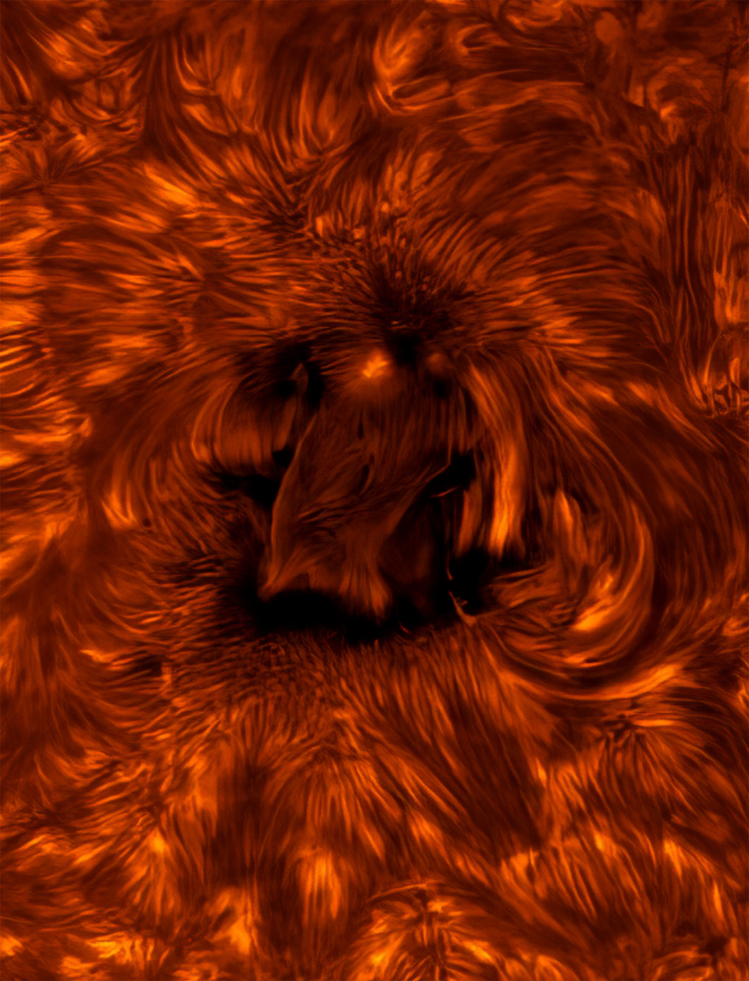 Fot.James Sinclair, "Active Region of the Sun's Chromosphere", 1. miejsce w kat. Our Sun / ZWO Astronomy Photographer of the Year 2025