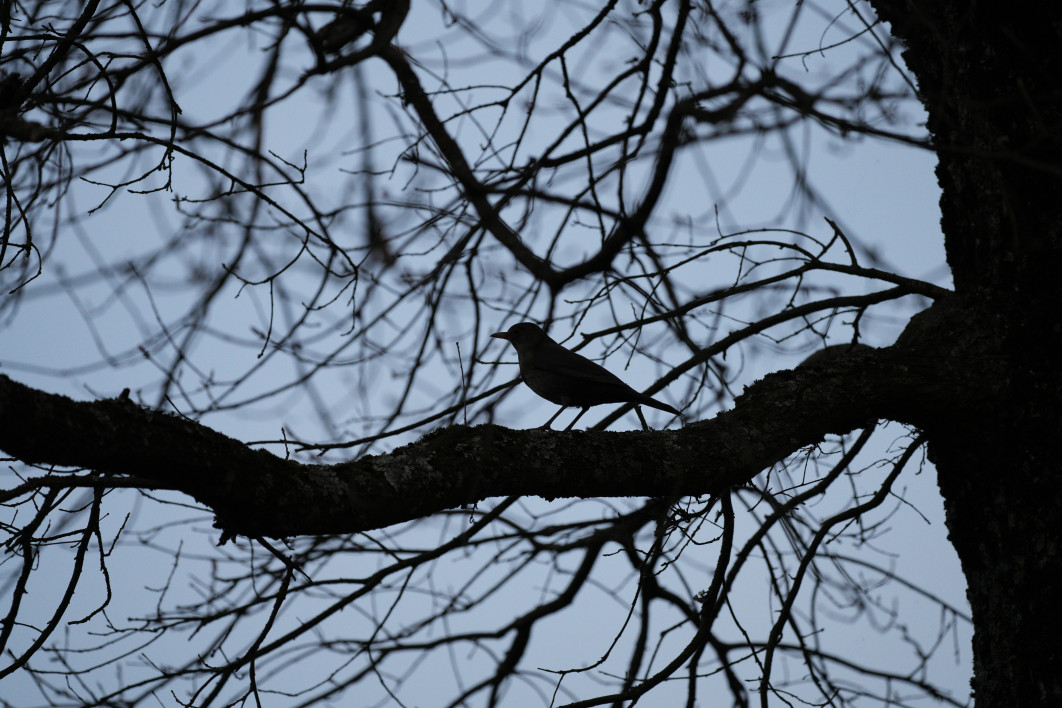 1/1250 s, f/5.6, ISO 1600, 500.0 mm