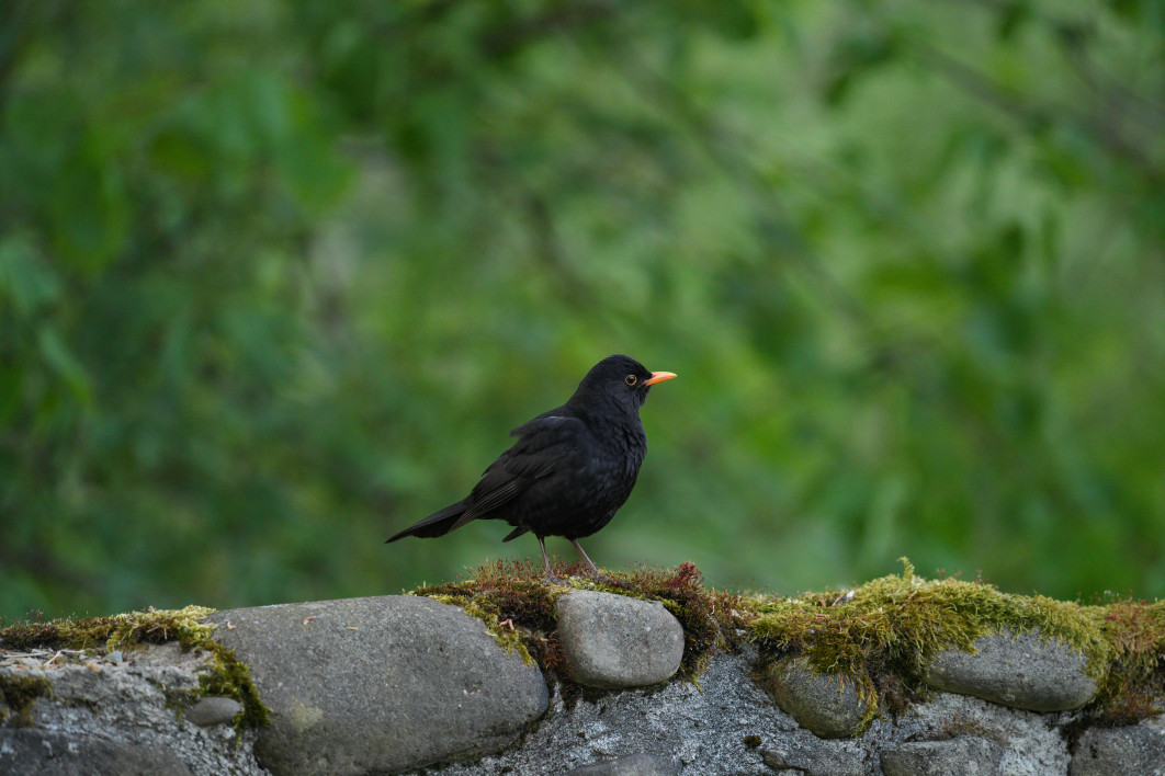 1/60 s, f/5.6, ISO 3200, 500.0 mm
