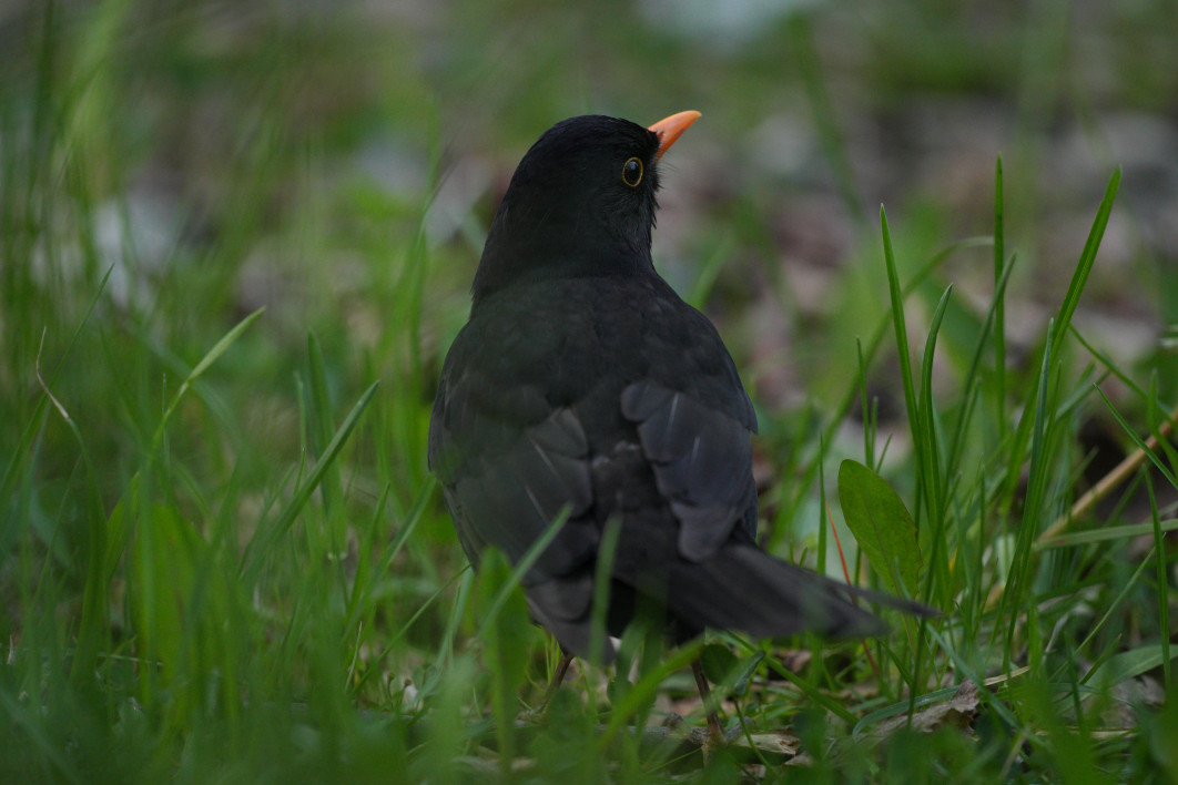 1/125 s, f/5.6, ISO 3200, 500.0 mm