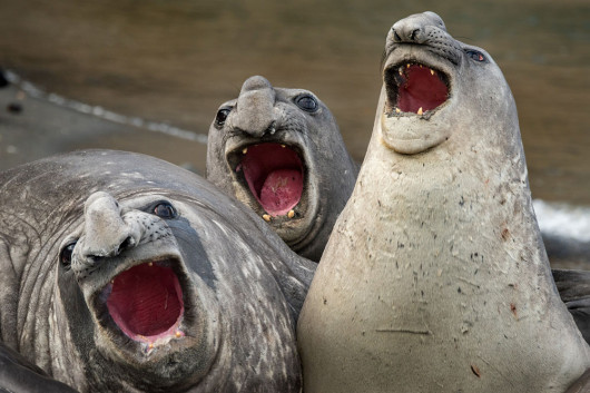 fot. materiały prasowe Comedy Wildlife Photography Awards
