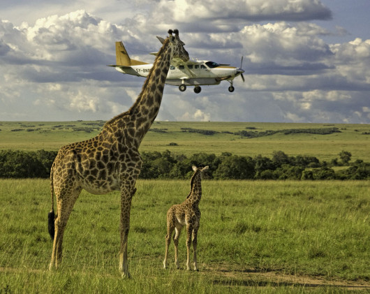 fot. materiały prasowe Comedy Wildlife Photography Awards