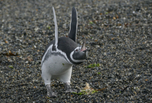fot. materiały prasowe Comedy Wildlife Photography Awards