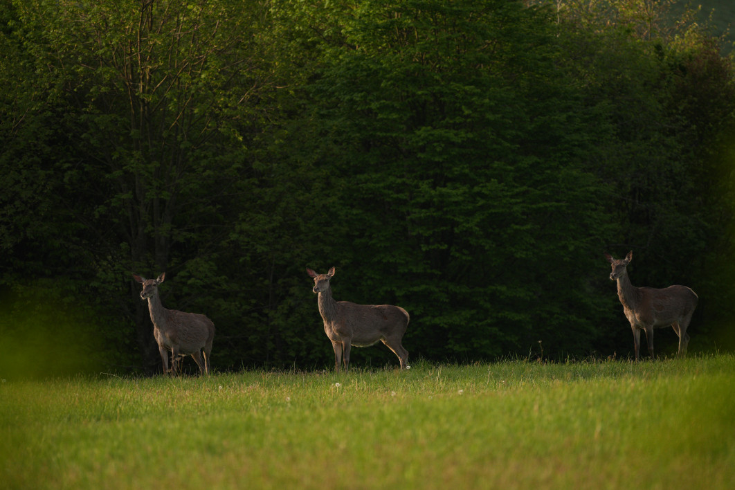 1/1250 s, f/5.6, ISO 800, 500.0 mm
