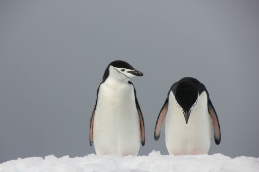 fot. materiały prasowe Comedy Wildlife Photography Awards
