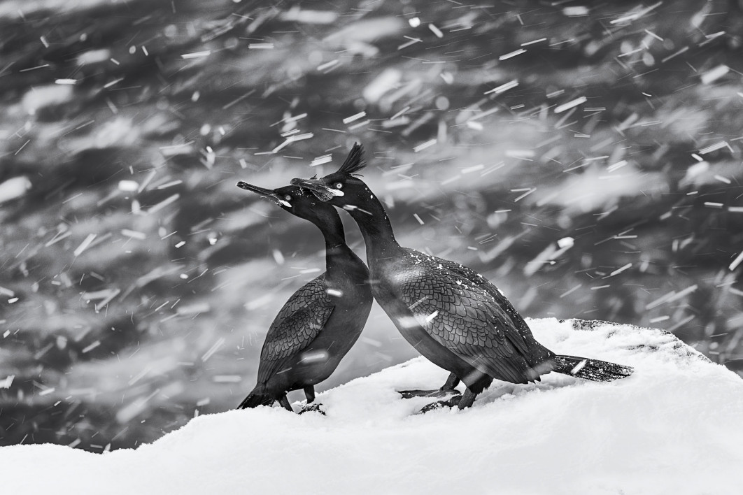 Fot. Mohammad Mirza, nagroda Kuwait National Award w konkursie Sony World Photography Awards 2024