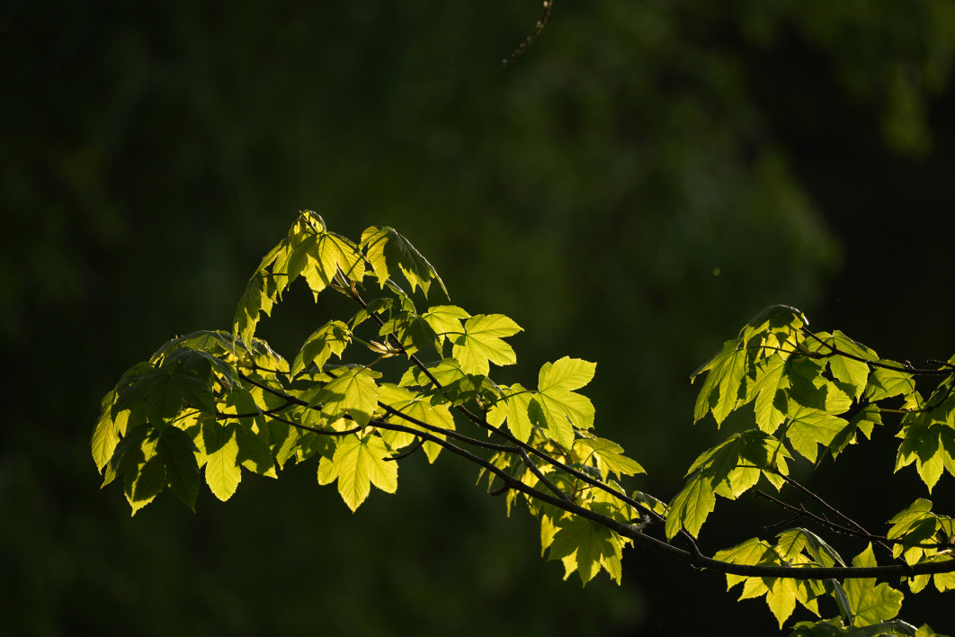 1/1600 s, f/5.6, ISO 800, 500.0 mm