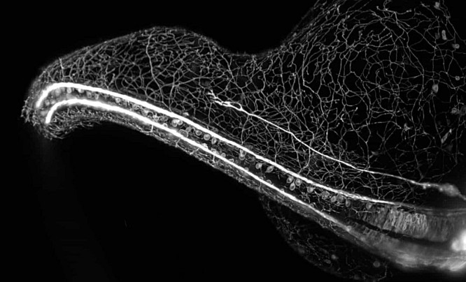  Nikon Small World in Motion 2018 - zobacz świat w ruchu, którego nie ujrzysz gołym okiem