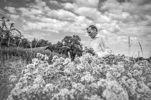 Dominika Koszowska, Dzikie OreganoTematem pracy jest cykl fotografii oraz książka fotograficzna Dzikie oregano podejmujące zagadnienie ziołolecznictwa w Polsce. Zbiór fotografii i książka to efekt moich podróży po Polsce, opowieść o świecie roślin leczniczych a przede wszystkim to zbiór historii ludzi, którzy zajmują się ziołami. Jest to również opowieść o coraz większej potrzebie naszego powrotu do natury. Projekt był realizowany od grudnia 2015 do maja 2017 roku na terenie Polski. Celem było utrwalenie na fotografiach obecnego stanu ziołolecznictwa w Polsce oraz związanych z nim tematów - zielarzy, leczenie ziołami, wytwarzaniem leków ziołowych i pozyskiwaniem roślin leczniczych. Chciałam ocalić od zapomnienia osoby zajmujące się ziołolecznictwem i udokumentować to co za chwilę zniknie. W ramach projektu powstała licząca trzysta stron książka fotograficzna o wymiarach 205 mm × 270 mm, podzielona na dwadzieścia dwa rozdziały oraz wystawa z 15 wybranymi z cyklu fotografiami wydrukowanymi na papierze barytowym o rozmiarze 460 mm × 700 mm.

Dominika Koszowska – od dziecka marzyła o studiach na ASP, jednak dopiero przed czterdziestka zdecydowała się zrealizować to marzenie. Zaczynała praktycznie od zera ale zacięcie i praca nad sobą w czasie studiów dała jej liczne nagrody w konkursach z dziedzin plastycznych - miedzy innymi: Tuba Satyrica, Projekt na Zabawkę Przyjazną Dziecku, WKF National Geographic, CEWE Awards.