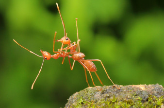 Natura na luzie, czyli najlepsze zdjęcia z Comedy Wildlife Photography Awards 2016