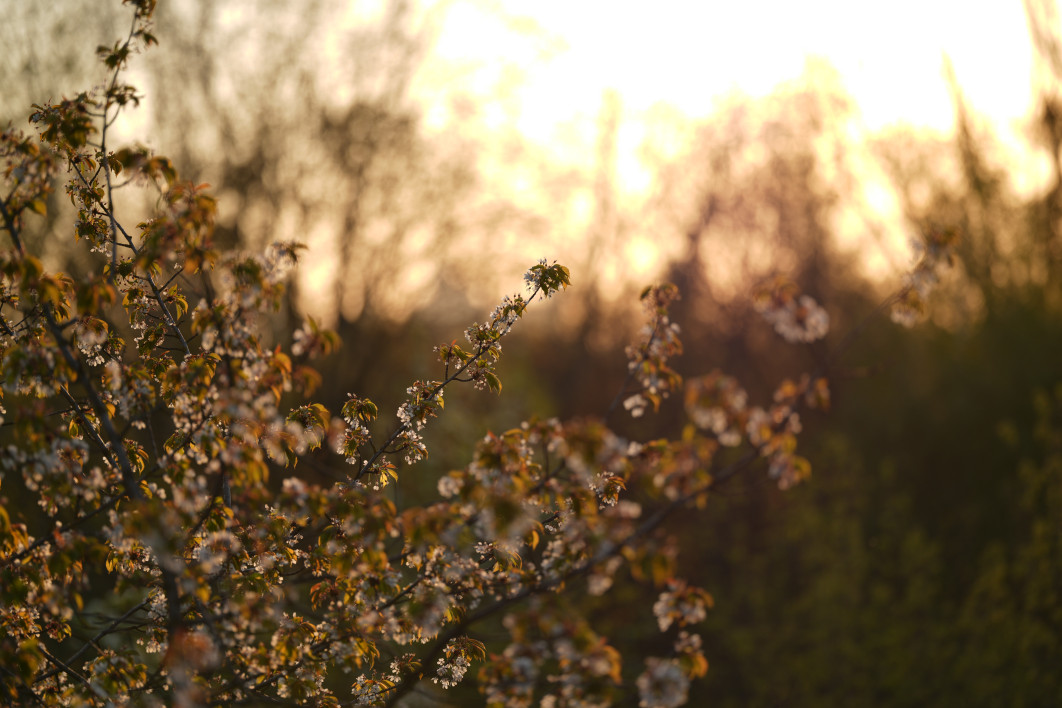 1/2500 s, f/1.4, ISO 64, 135.0 mm