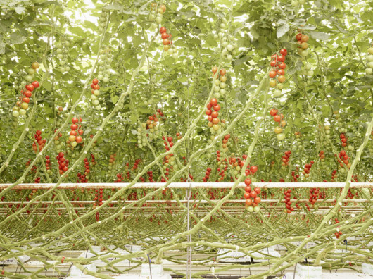 Tomato trusses in Middenmeer, the Netherlands (c) Henrik Spohler, dzięki uprzejmości Hatje Cantz