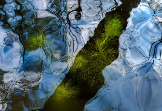 Pierwsze miejsce w kat. Intymny krajobraz / Close-up Photographer of the Year 5 / fot. René Krekels